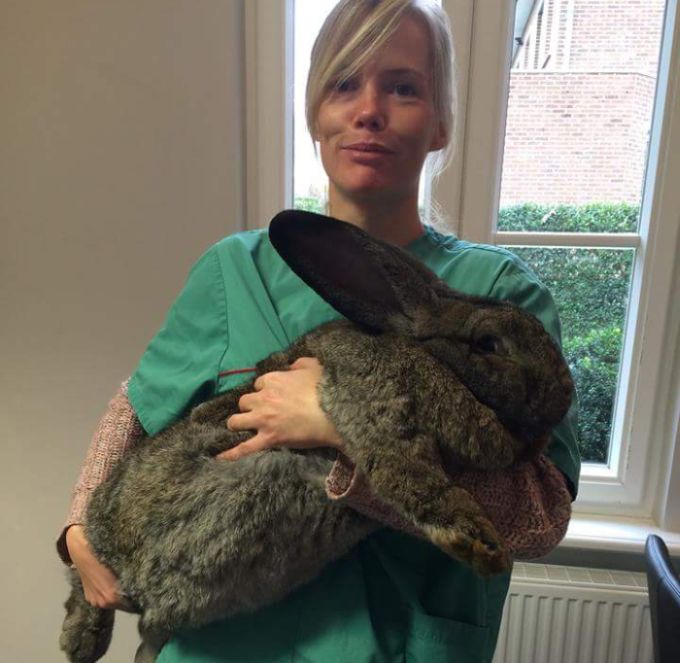 Порция картинок