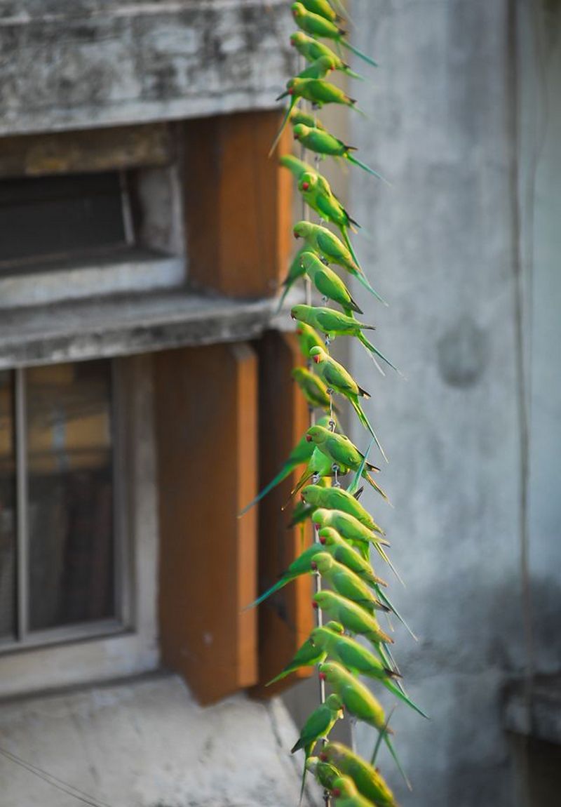 Индиец 10 лет кормит 4000 попугаев