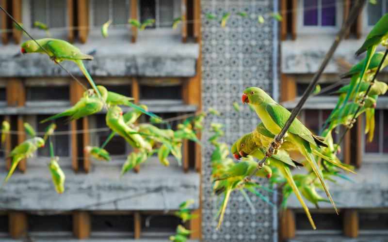 Индиец 10 лет кормит 4000 попугаев