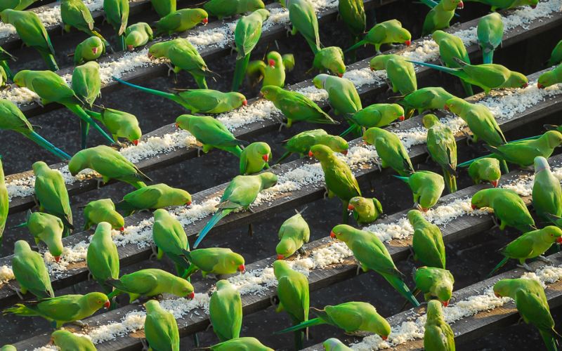 Индиец 10 лет кормит 4000 попугаев