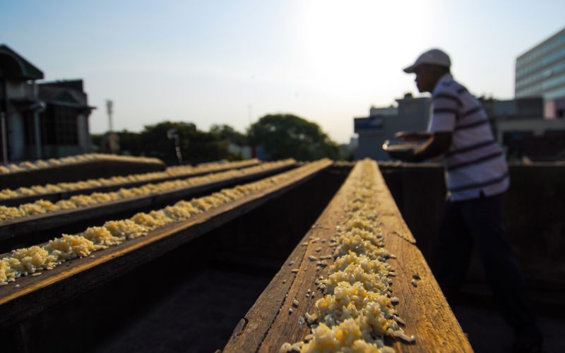 Индиец 10 лет кормит 4000 попугаев