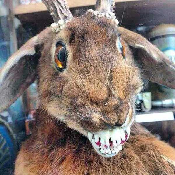 Упоротые таксидермисты