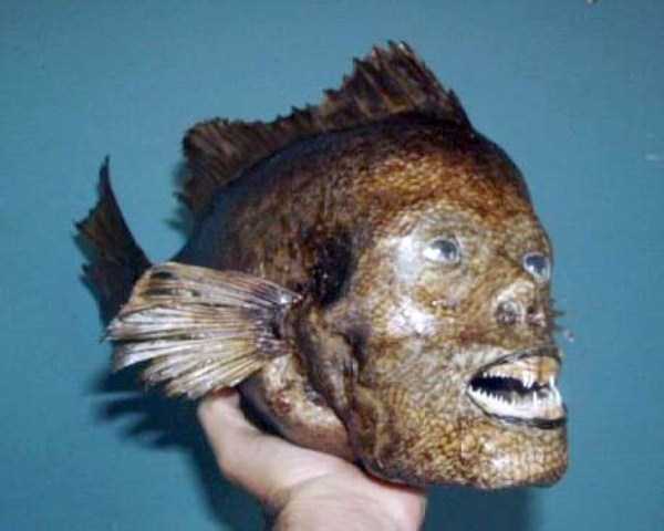 Упоротые таксидермисты