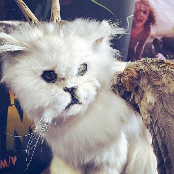 Упоротые таксидермисты