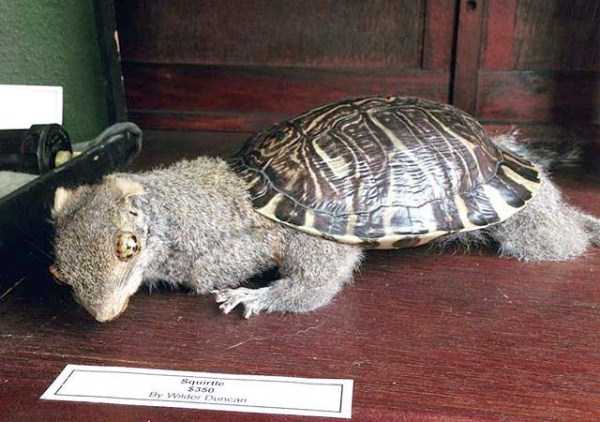 Упоротые таксидермисты