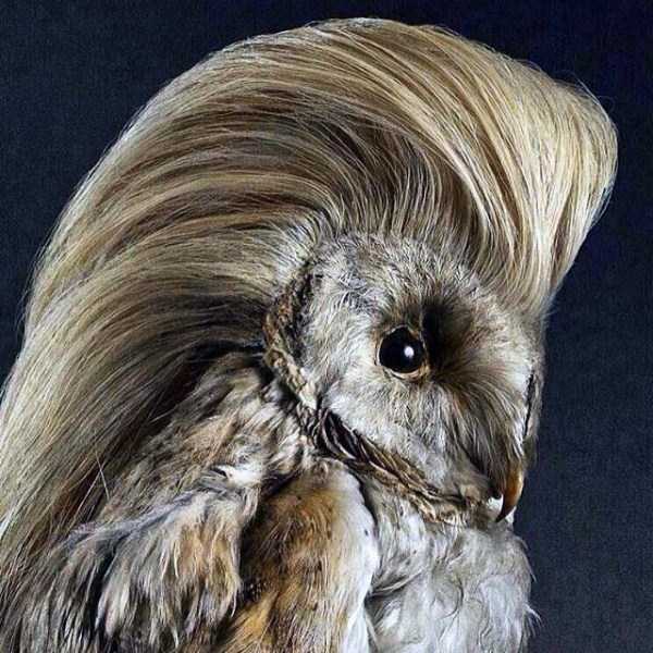 Упоротые таксидермисты