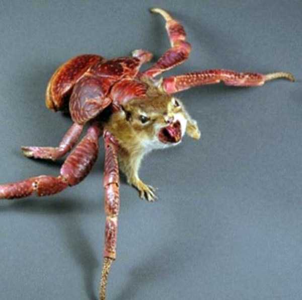 Упоротые таксидермисты