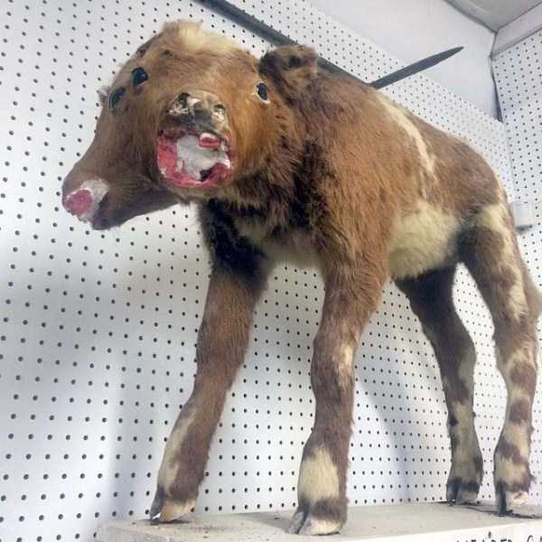 Упоротые таксидермисты