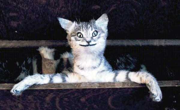 Упоротые таксидермисты