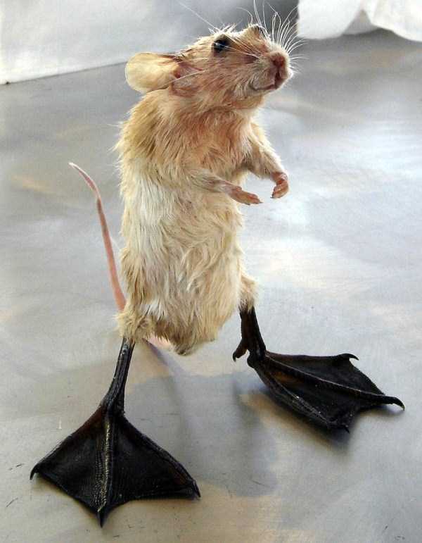 Упоротые таксидермисты