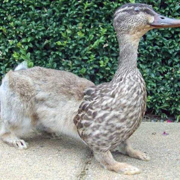 Упоротые таксидермисты