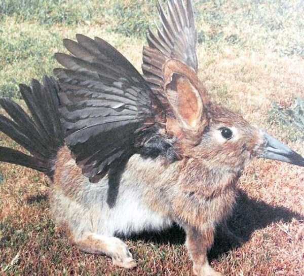 Упоротые таксидермисты