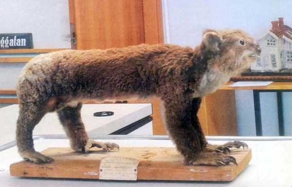 Упоротые таксидермисты