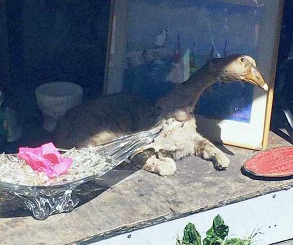 Упоротые таксидермисты