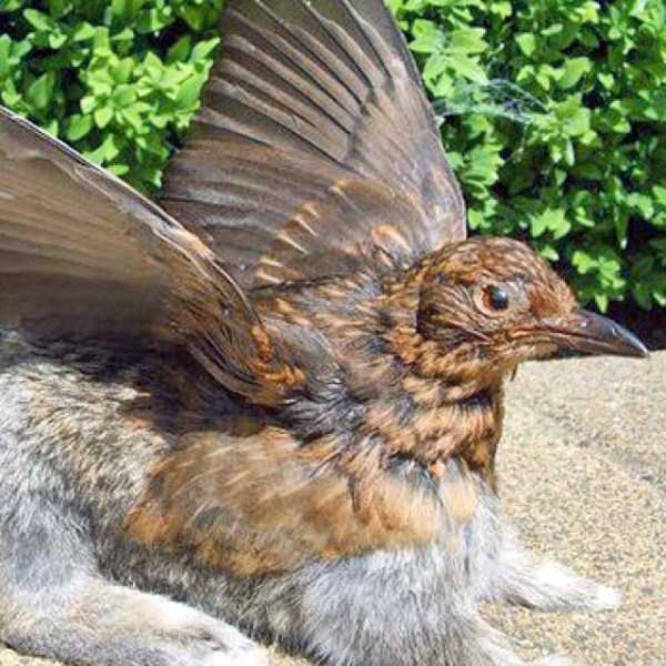 Упоротые таксидермисты