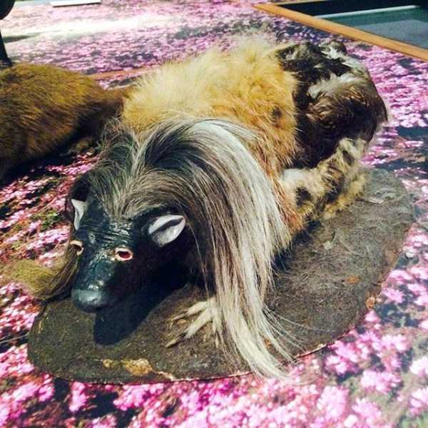 Упоротые таксидермисты