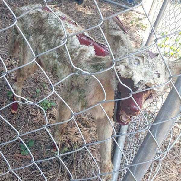 Упоротые таксидермисты