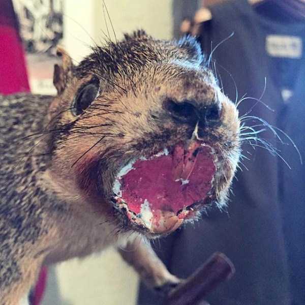 Упоротые таксидермисты