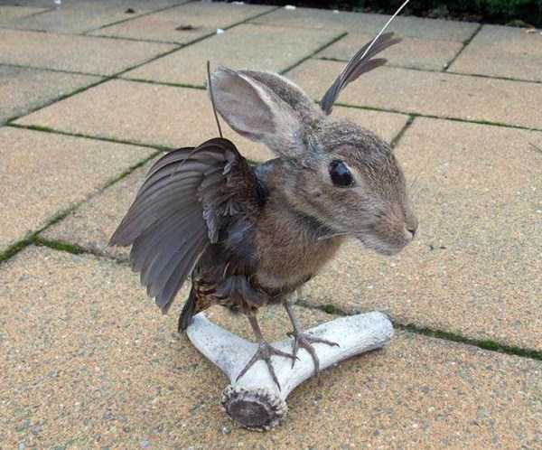 Упоротые таксидермисты