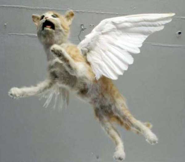 Упоротые таксидермисты