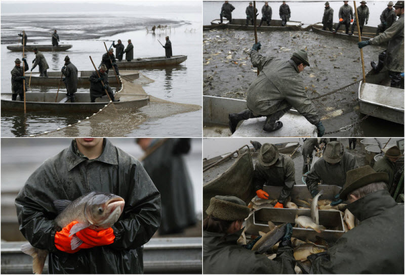 Ежегодная традиционная ловля карпа в Чехии