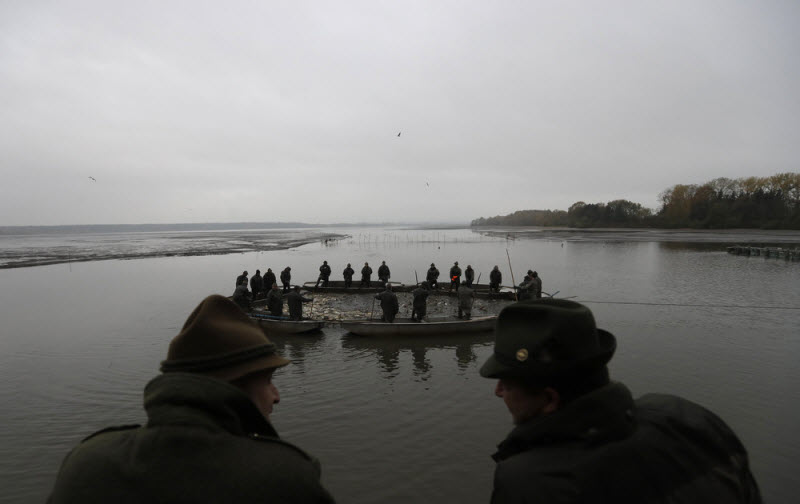 Ежегодная традиционная ловля карпа в Чехии