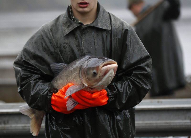 Ежегодная традиционная ловля карпа в Чехии