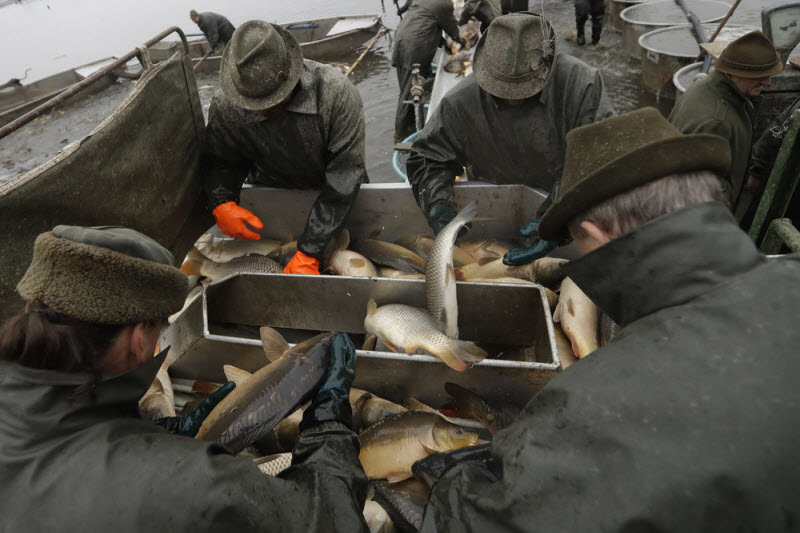 Ежегодная традиционная ловля карпа в Чехии