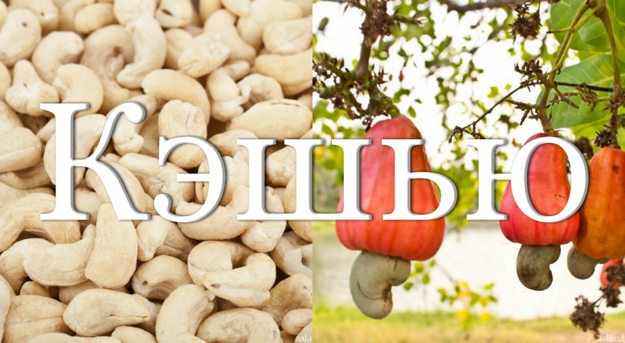 Обработка орехов кэшью и производство фенни