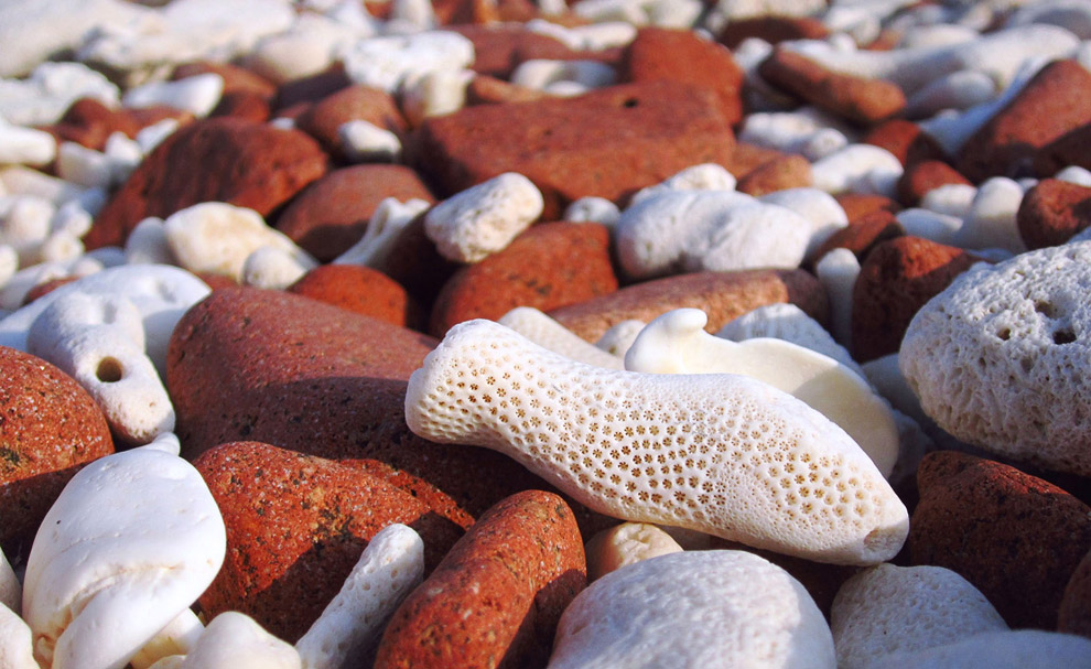 Путешествие на остров Сокотра Путешествие на остров Сокотра