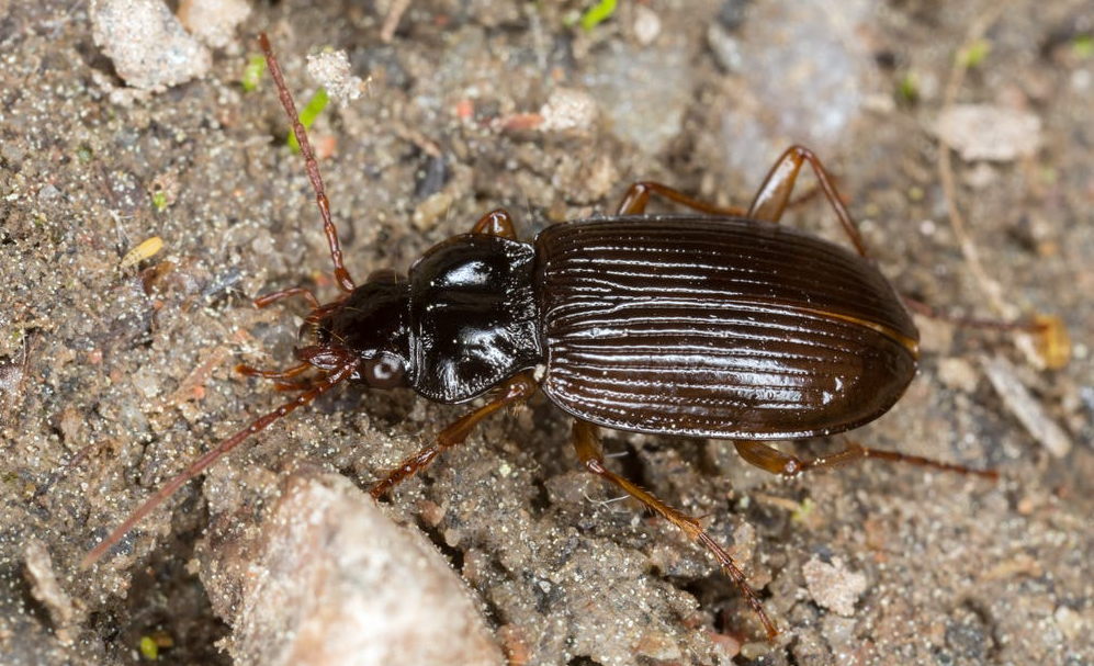 «Неприятные соседи», или каких «квартирантов» вы содержите в своем собственном доме?