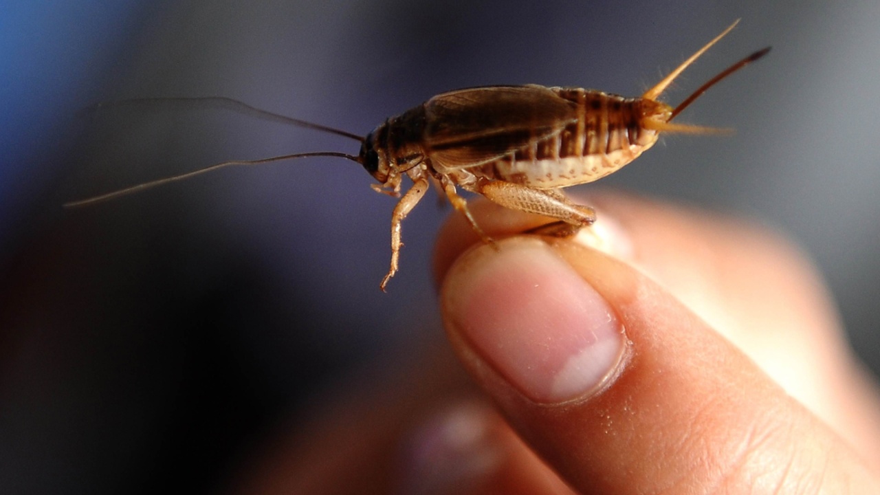 «Неприятные соседи», или каких «квартирантов» вы содержите в своем собственном доме?