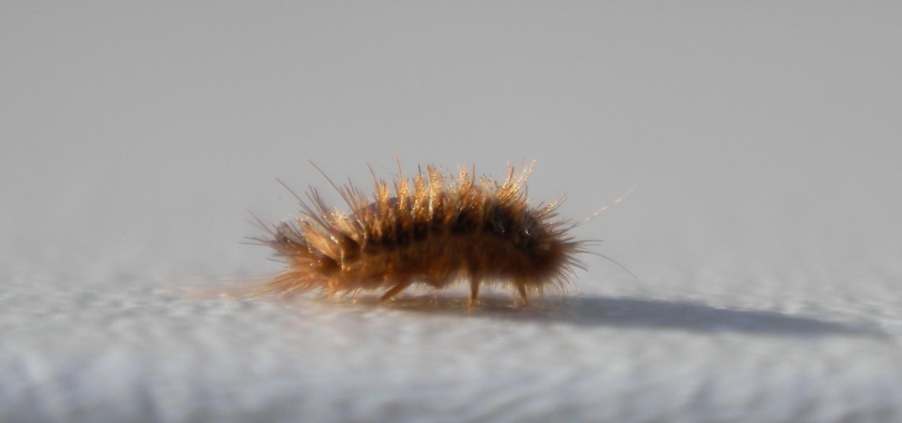 «Неприятные соседи», или каких «квартирантов» вы содержите в своем собственном доме?