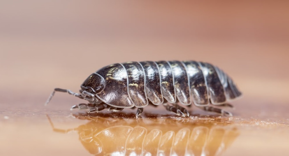 «Неприятные соседи», или каких «квартирантов» вы содержите в своем собственном доме?