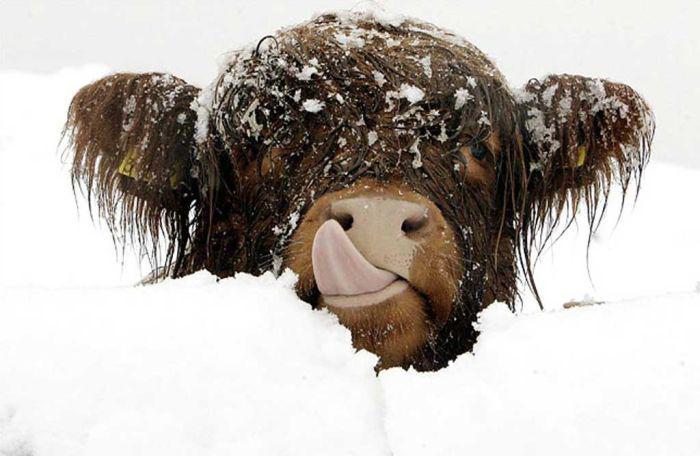 Прикольные картинки