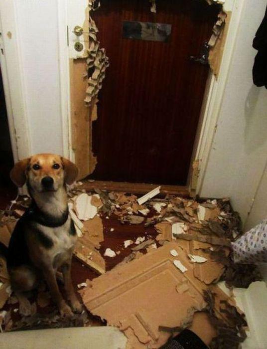 Прикольные картинки