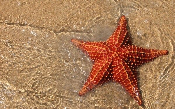 Животные, которые уничтожают другие виды (10 фото) Животные, которые уничтожают другие виды (10 фото)