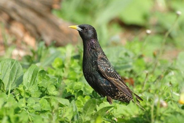 Животные, которые уничтожают другие виды (10 фото) Животные, которые уничтожают другие виды (10 фото)