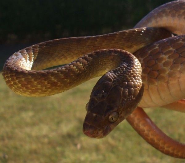 Животные, которые уничтожают другие виды (10 фото) Животные, которые уничтожают другие виды (10 фото)