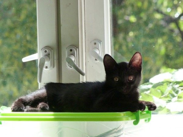 Животные, которые уничтожают другие виды (10 фото) Животные, которые уничтожают другие виды (10 фото)