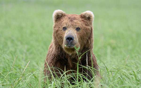 Список опасных продуктов, которые есть нельзя (38 фото)