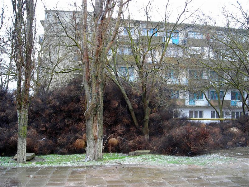 Нашествие перекати - поле (17 фото)