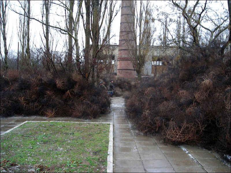 Нашествие перекати - поле (17 фото)