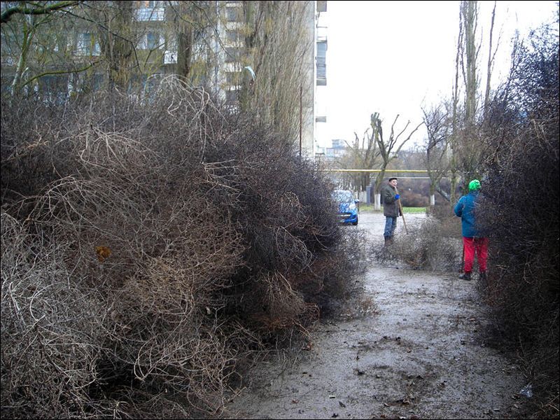 Нашествие перекати - поле (17 фото)