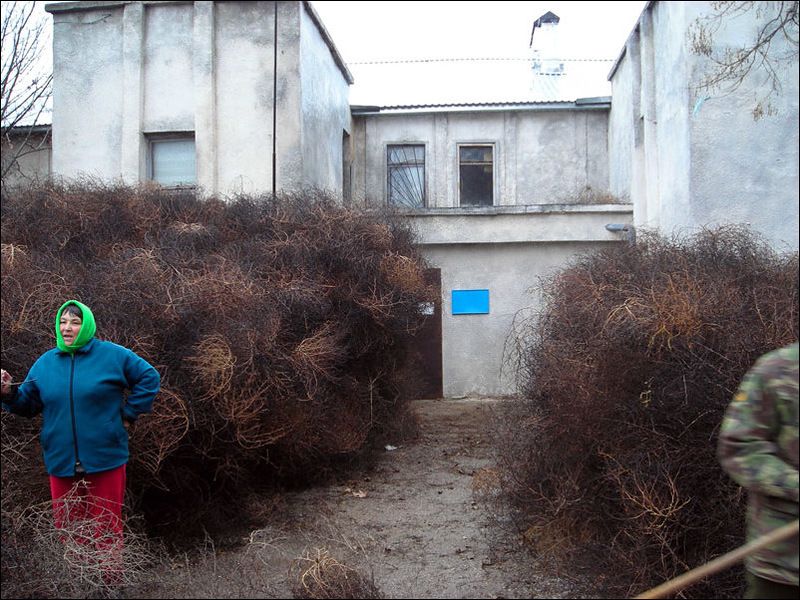 Нашествие перекати - поле (17 фото)