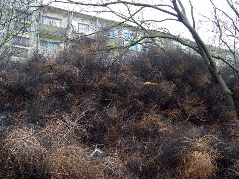 Нашествие перекати - поле (17 фото)