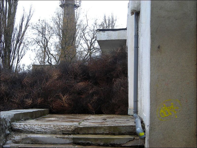 Нашествие перекати - поле (17 фото)