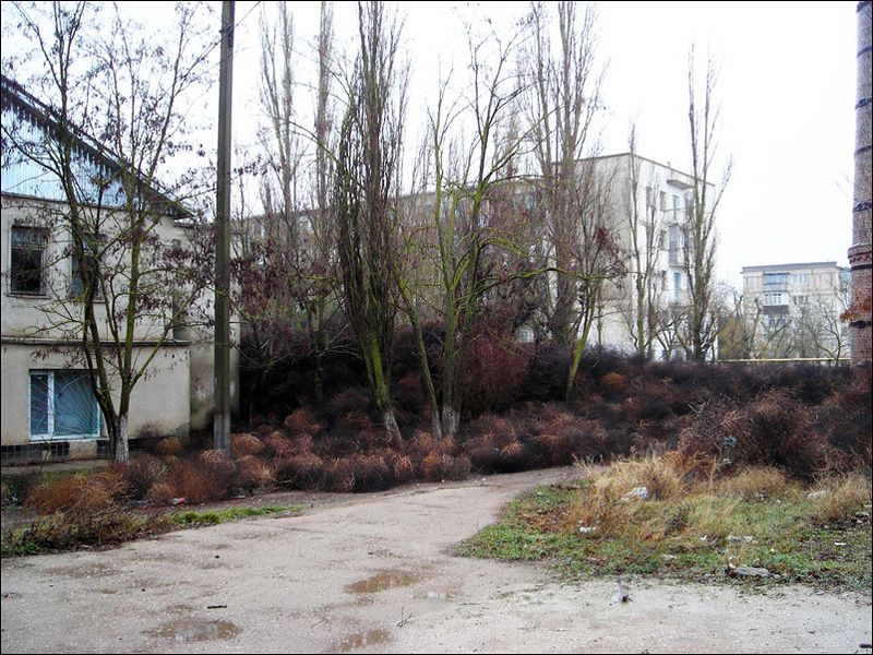 Нашествие перекати - поле (17 фото)