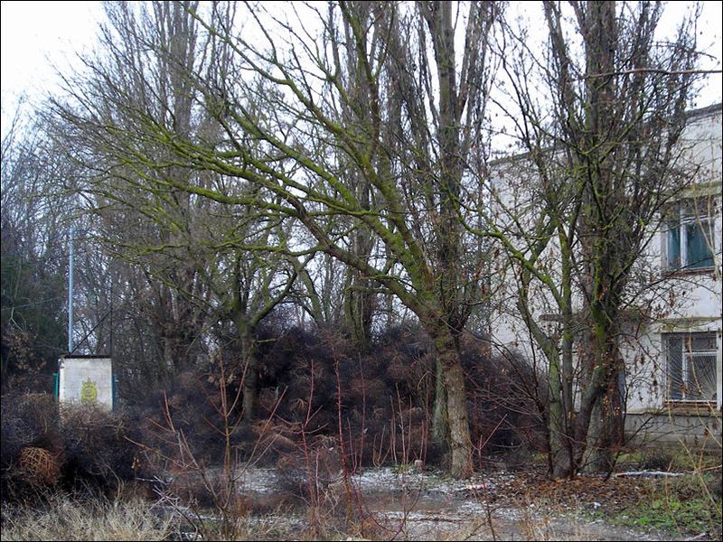 Нашествие перекати - поле (17 фото)