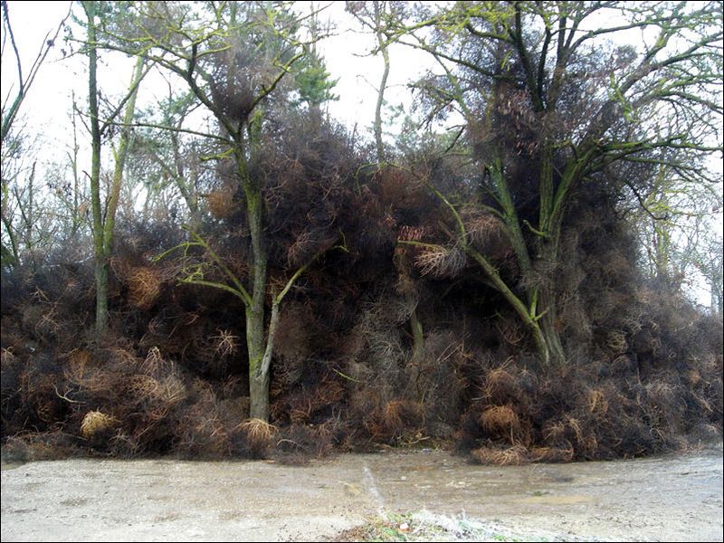 Нашествие перекати - поле (17 фото)